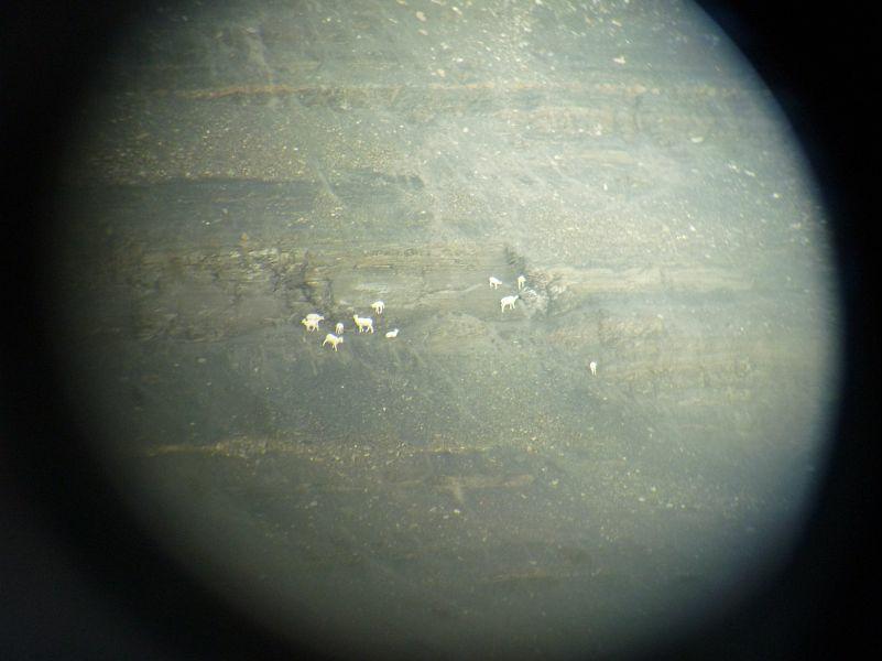 P1000739 Dall Sheep through telescope